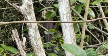 Christiana restingae T.S. Cout., Barb.Silva & Dorr