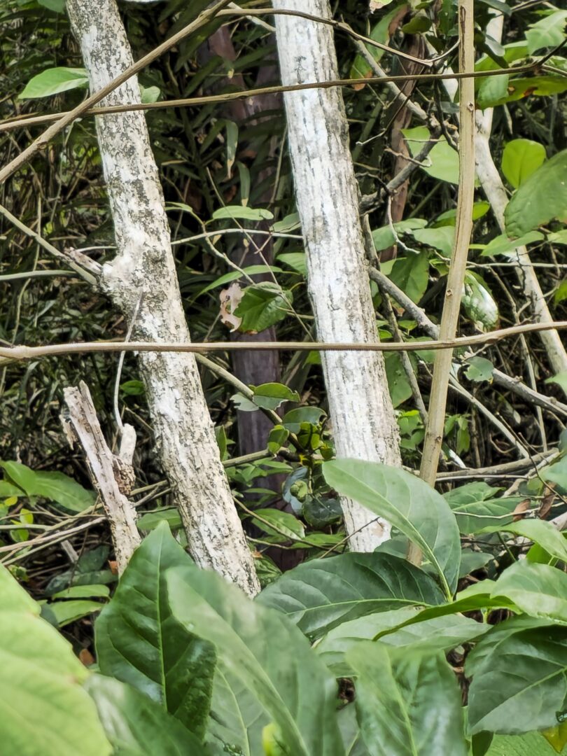 Christiana restingae T.S. Cout., Barb.Silva & Dorr