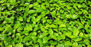 Mudas de Christiana restingae T.S. Cout., Barb.Silva & Dorr