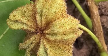 Sementes - Christiana restingae T.S. Cout., Barb.Silva & Dorr