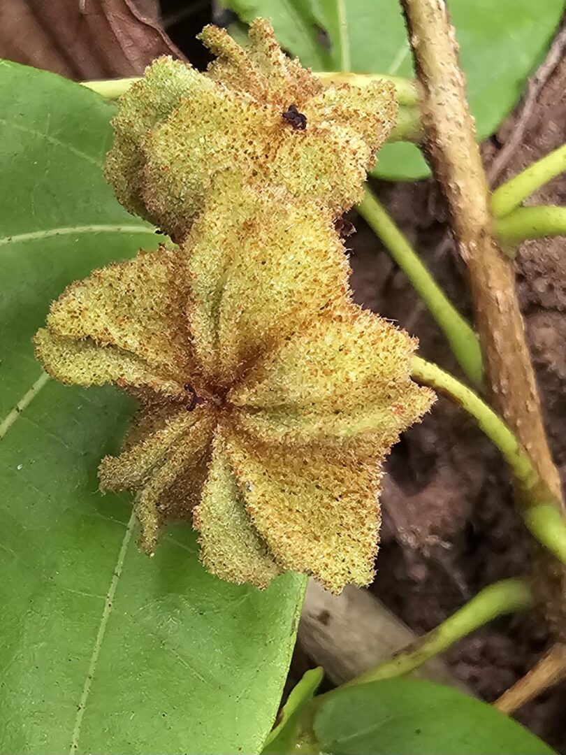 Sementes - Christiana restingae T.S. Cout., Barb.Silva & Dorr