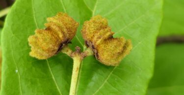 Christiana restingae T.S. Cout., Barb.Silva & Dorr