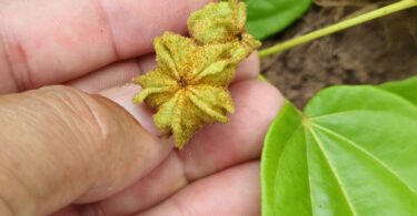 Sementes - Christiana restingae T.S. Cout., Barb.Silva & Dorr