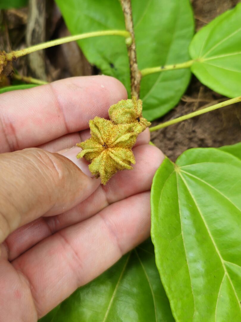 Sementes - Christiana restingae T.S. Cout., Barb.Silva & Dorr