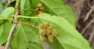 Christiana restingae T.S. Cout., Barb.Silva & Dorr