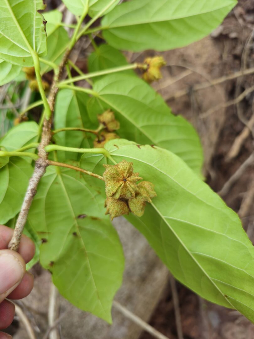 Christiana restingae T.S. Cout., Barb.Silva & Dorr