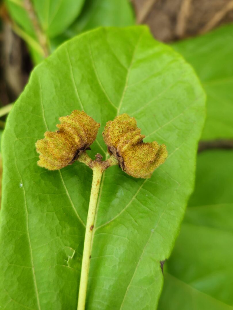 Christiana restingae T.S. Cout., Barb.Silva & Dorr