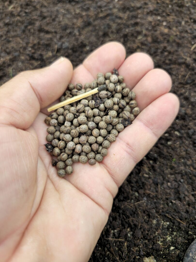 Sementes - Christiana restingae T.S. Cout., Barb.Silva & Dorr