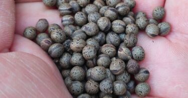 Sementes - Christiana restingae T.S. Cout., Barb.Silva & Dorr