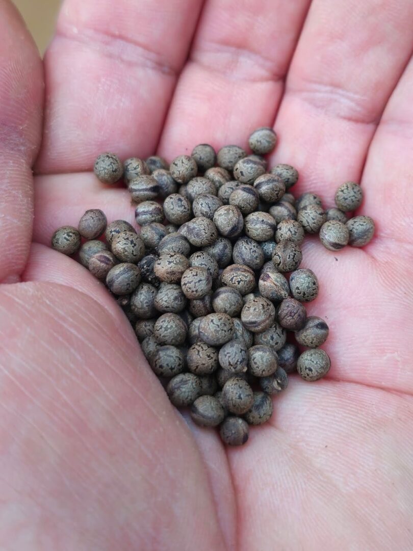 Sementes - Christiana restingae T.S. Cout., Barb.Silva & Dorr