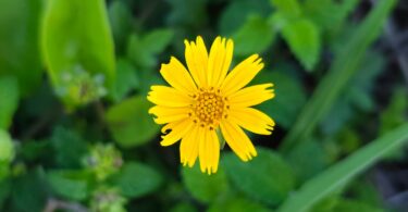 Sphagneticola trilobata