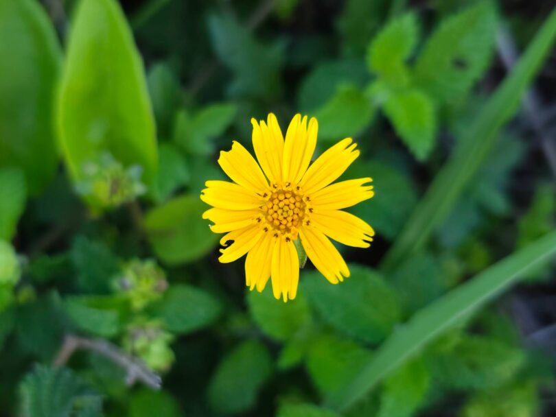 Sphagneticola trilobata