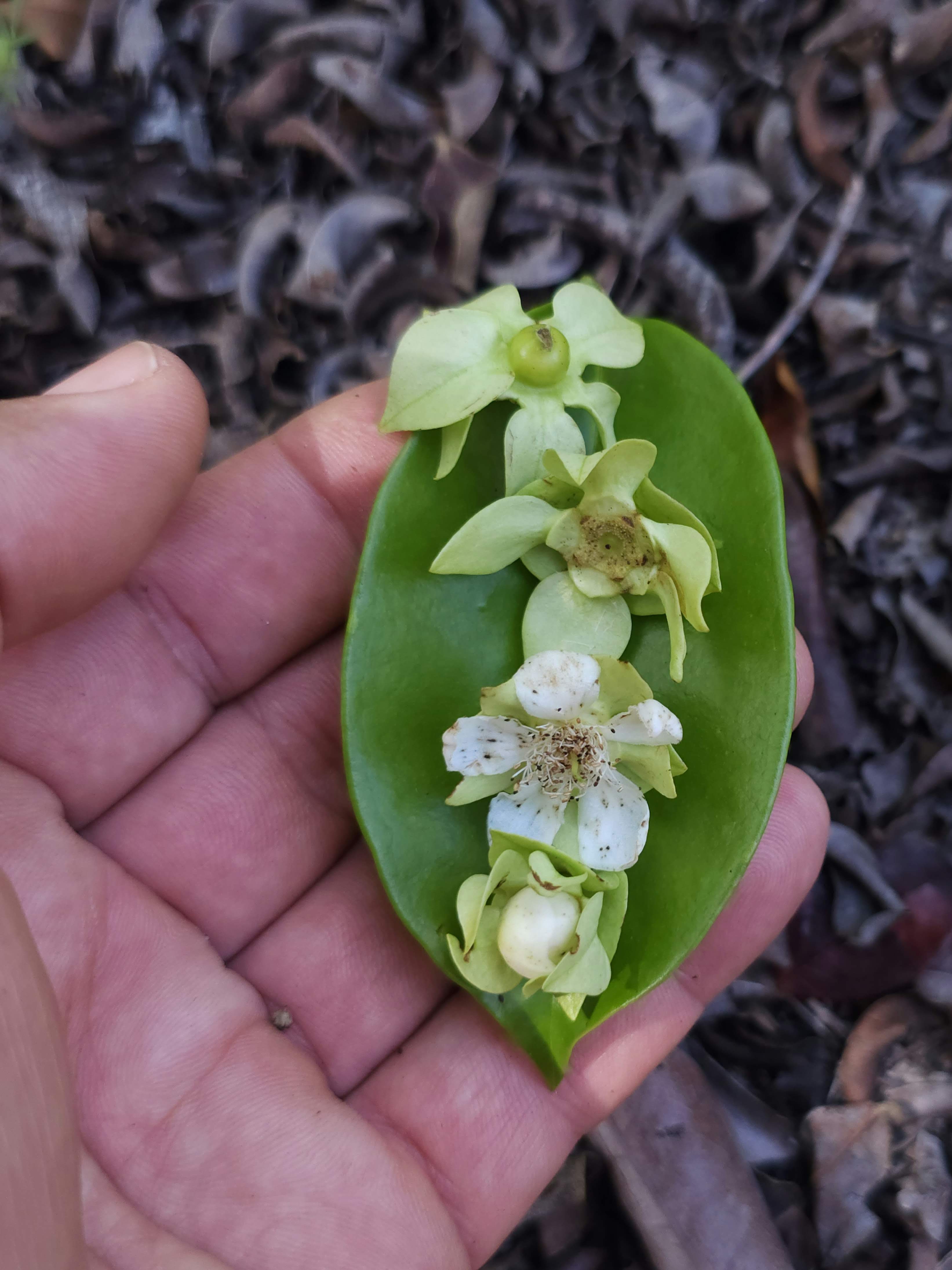 Botões flor e fruto Calycolpus legrandii Mattos..