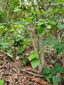 Espécie em perigo de extinção - Christiana macrodon Toledo
