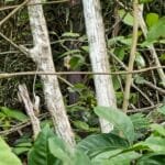 Espécie em perigo de extinção - Christiana macrodon Toledo