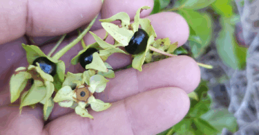 Frutos de - Calycolpus legrandii Mattos.