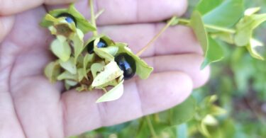 Frutos de - Calycolpus legrandii Mattos.