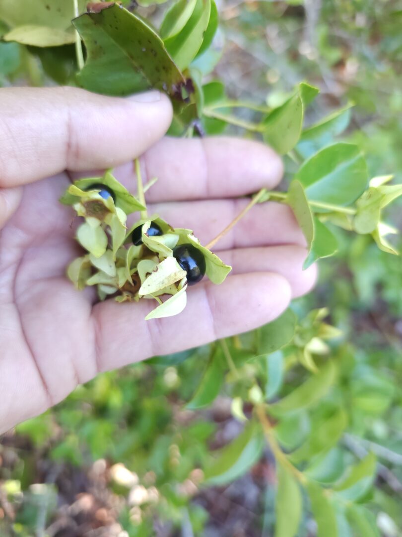 Frutos de - Calycolpus legrandii Mattos.