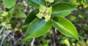 Frutos de - Calycolpus legrandii Mattos.