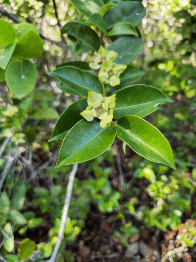 Frutos de - Calycolpus legrandii Mattos.