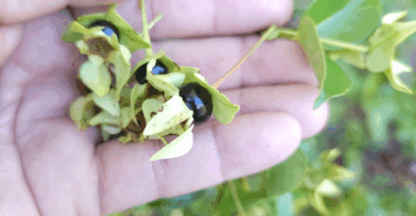 Frutos de - Calycolpus legrandii Mattos.