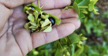 Frutos de - Calycolpus legrandii Mattos.