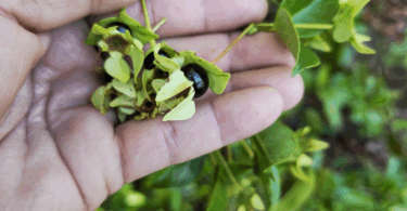 Frutos de - Calycolpus legrandii Mattos.