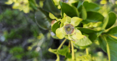 Frutos de - Calycolpus legrandii Mattos.