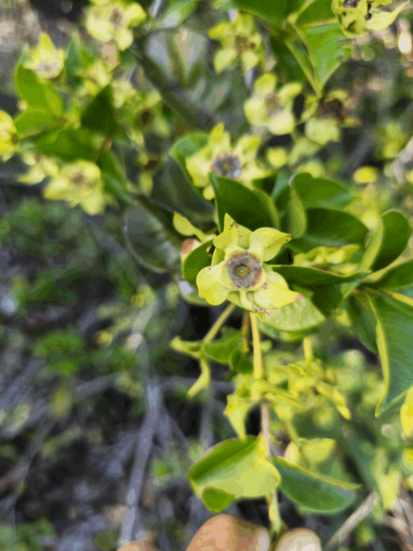 Frutos de - Calycolpus legrandii Mattos.