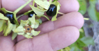 Frutos de - Calycolpus legrandii Mattos.