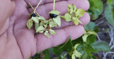 Frutos de - Calycolpus legrandii Mattos.