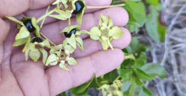 Frutos de - Calycolpus legrandii Mattos.