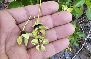 Frutos de - Calycolpus legrandii Mattos.