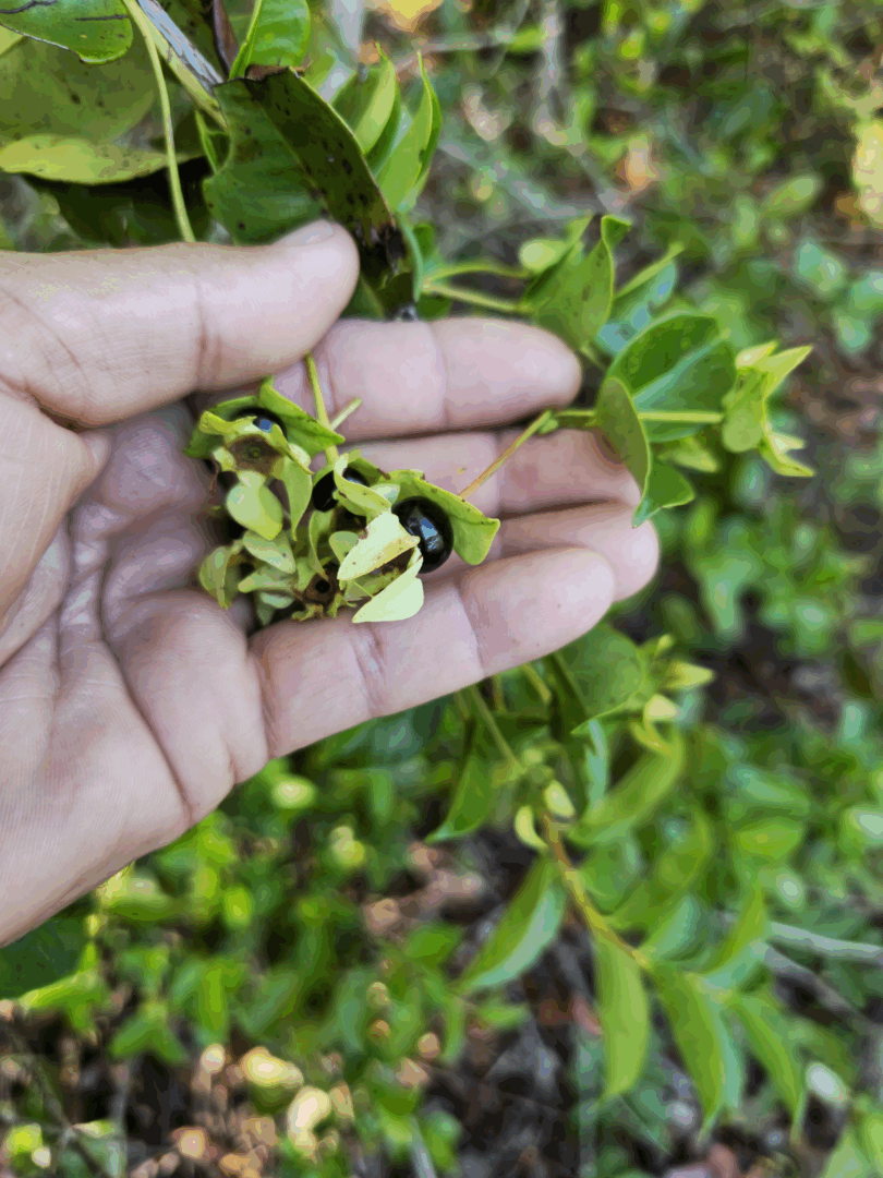 Frutos de - Calycolpus legrandii Mattos.
