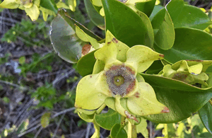 Frutos de - Calycolpus legrandii Mattos.