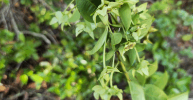 Frutos de - Calycolpus legrandii Mattos.