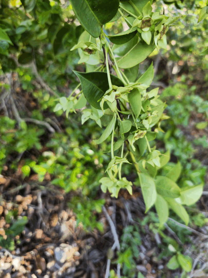Frutos de - Calycolpus legrandii Mattos.