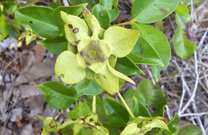 Frutos de - Calycolpus legrandii Mattos.