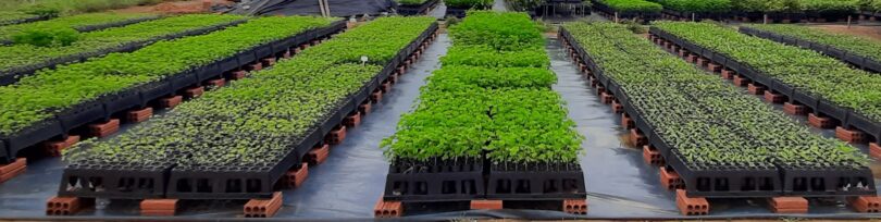 Viveiro florestal em Alagoas