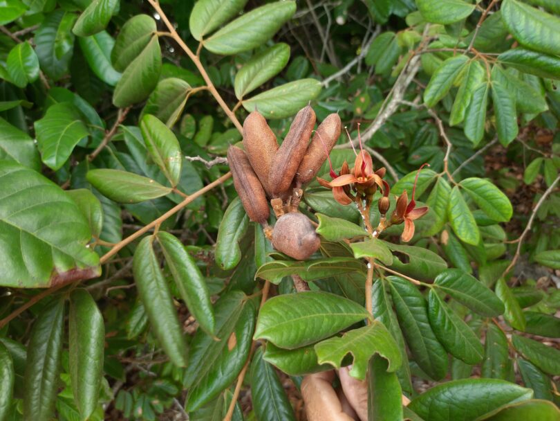 Fruto Hymenaea rubriflora Ducke