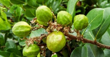 Frutos de Guajiru - Chrysobalanus icaco. L.