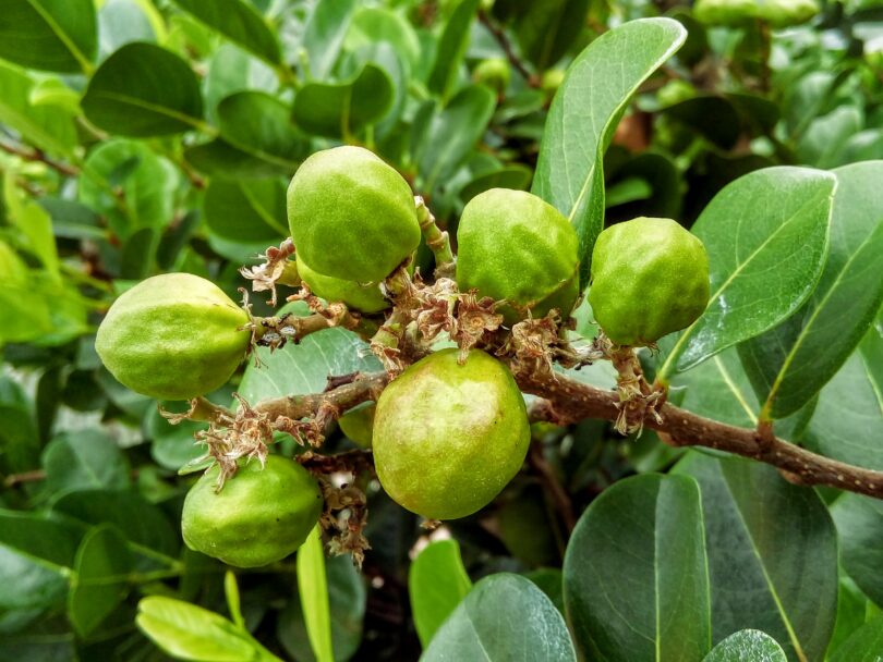 Frutos de Guajiru - Chrysobalanus icaco. L.