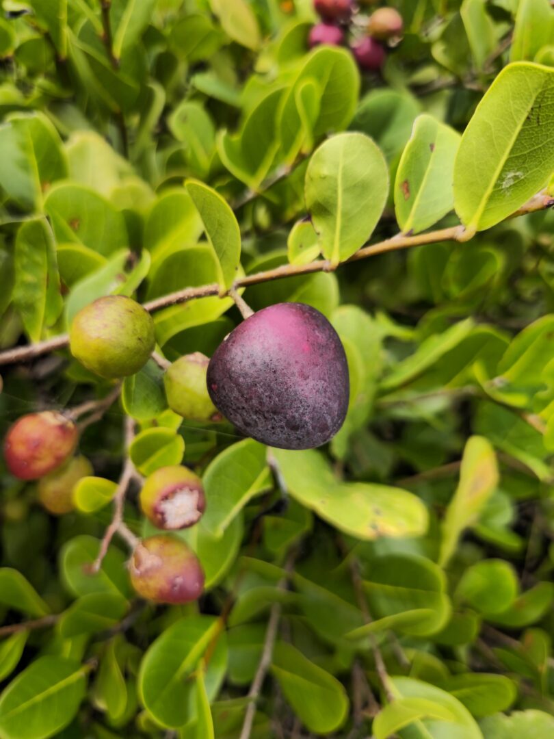 Frutos de Guajiru - Chrysobalanus icaco. L.