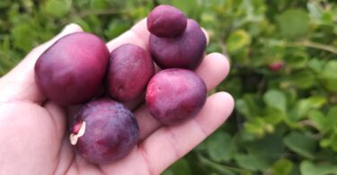 Frutos de Guajiru - Chrysobalanus icaco. L.