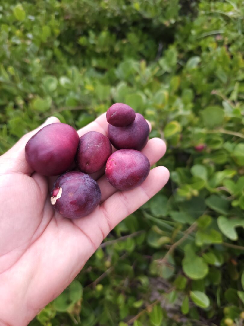Frutos de Guajiru - Chrysobalanus icaco. L.