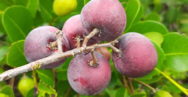 Frutos de Guajiru - Chrysobalanus icaco. L.