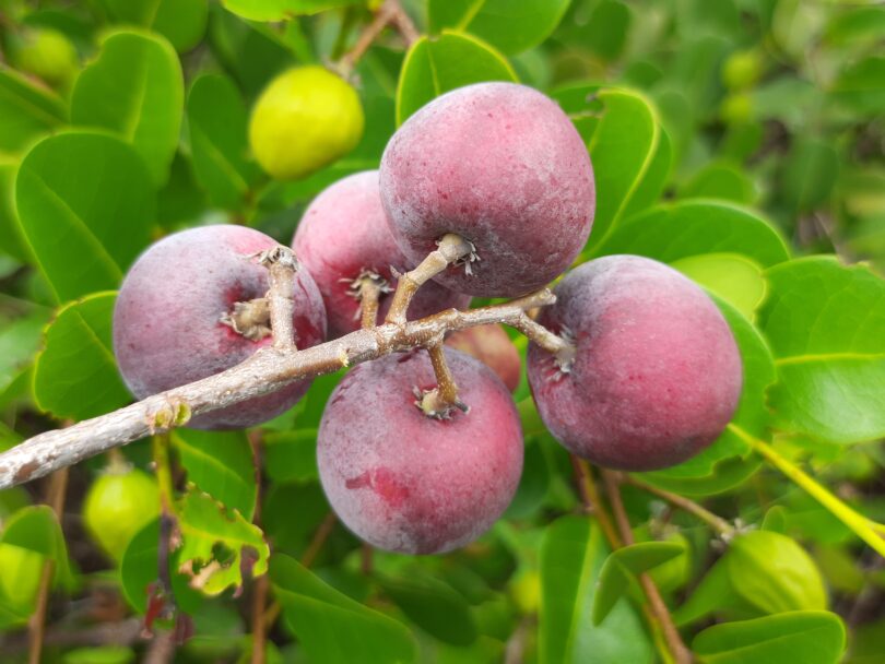 Frutos de Guajiru - Chrysobalanus icaco. L.