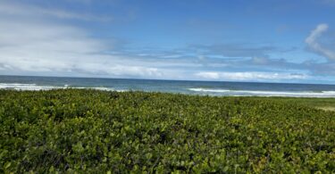 Guajiru - Chrysobalanus icaco. L.