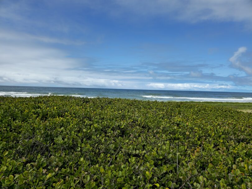 Guajiru - Chrysobalanus icaco. L.