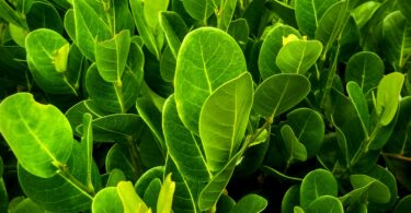 Guajiru - Chrysobalanus icaco. L.